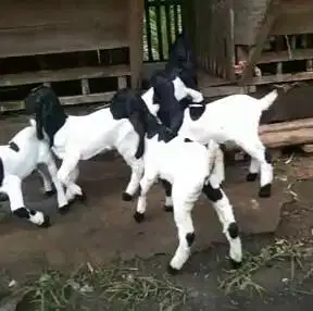 10 ekor anakan kambing etawa betinaan kaligesing 4 bulanan siap ternak