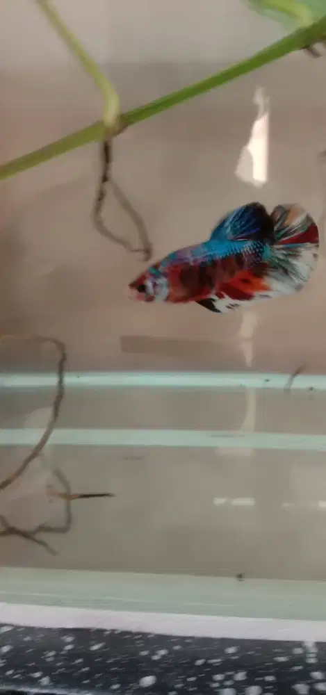 Cupang gian sepasang