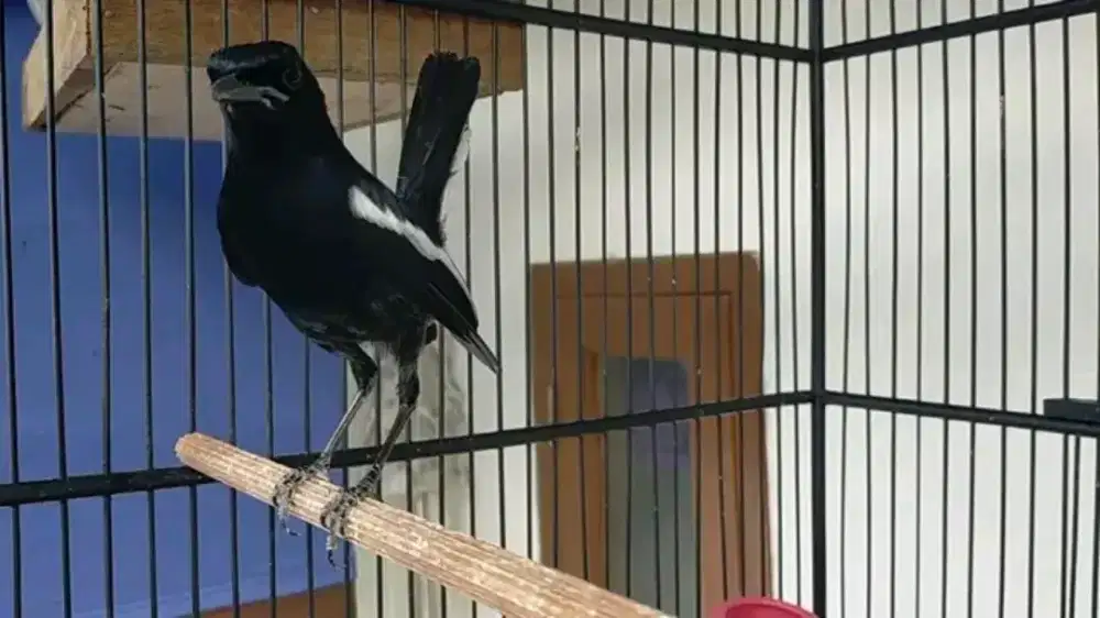 Kacer dahit jawa timur