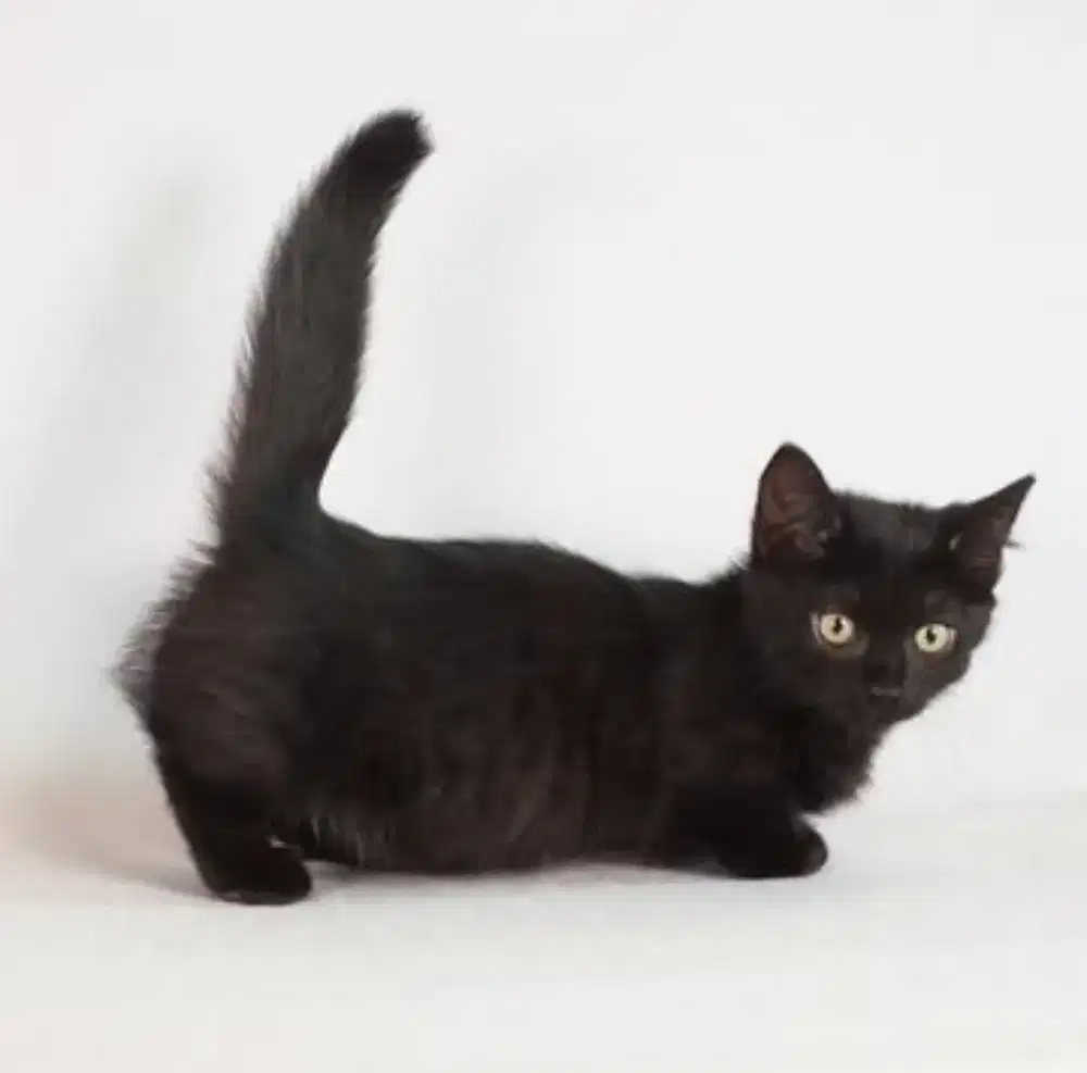 Munchkin kitten anak jantan 3 bulan