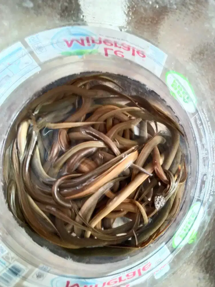 Bibit Belut dan Konsumsi