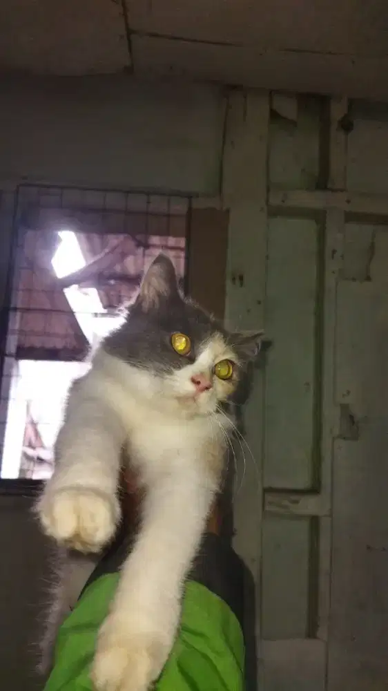 Kucing kitten calico