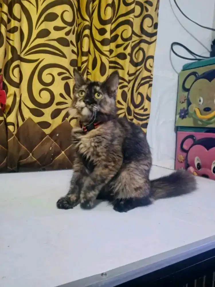 Kucing Persia kitten