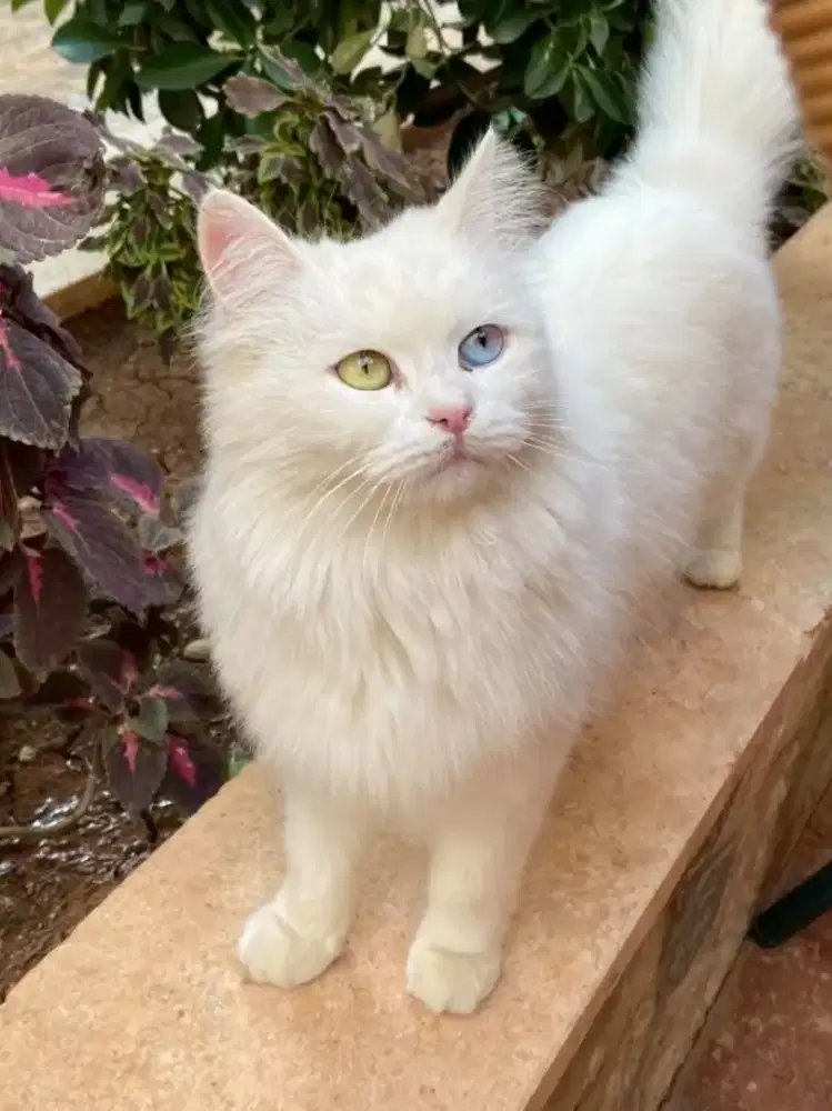 Kucing oddeyes jantan