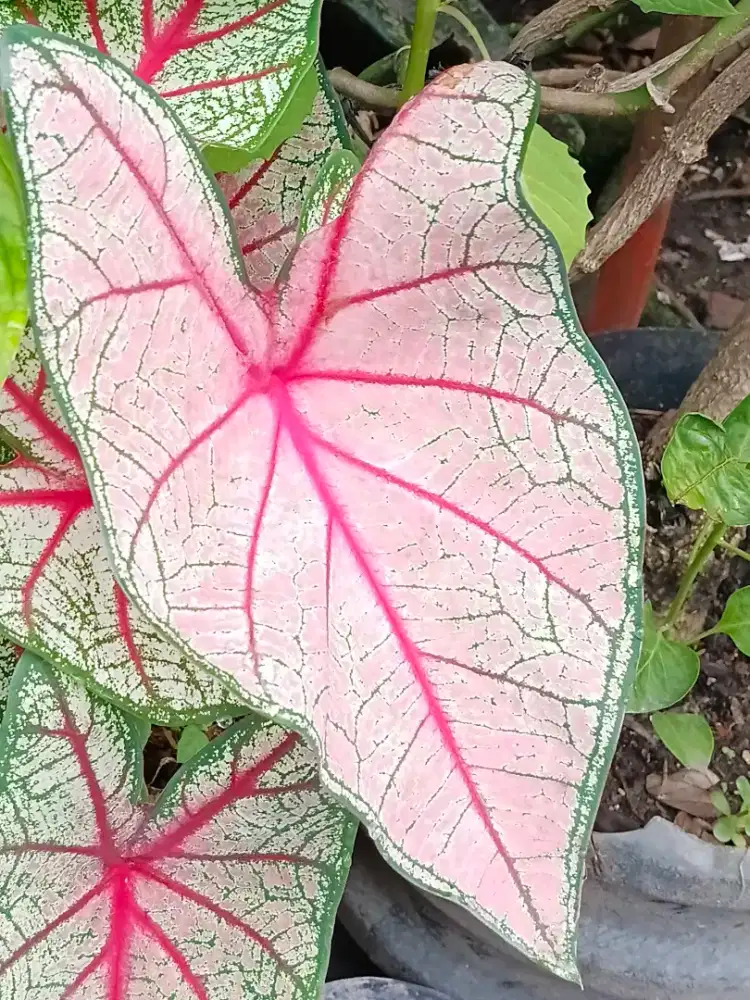 Tanaman hias anglonema bambuair dan keladi putih  untuk di rumah