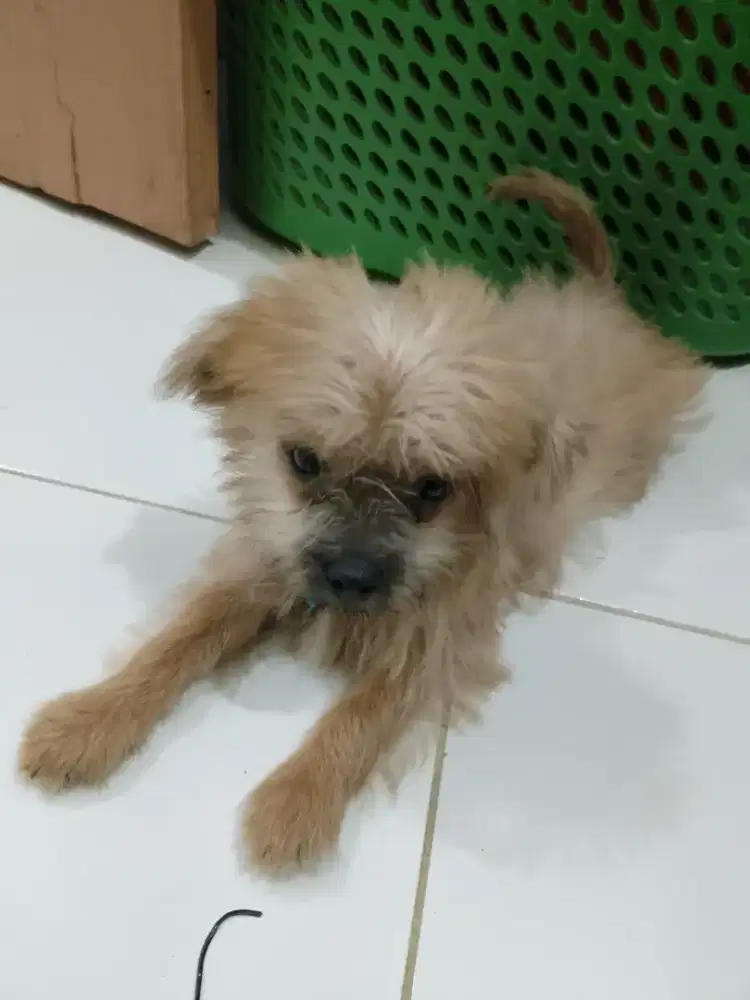 Adopsi Anjing shizu mix Chihuahua