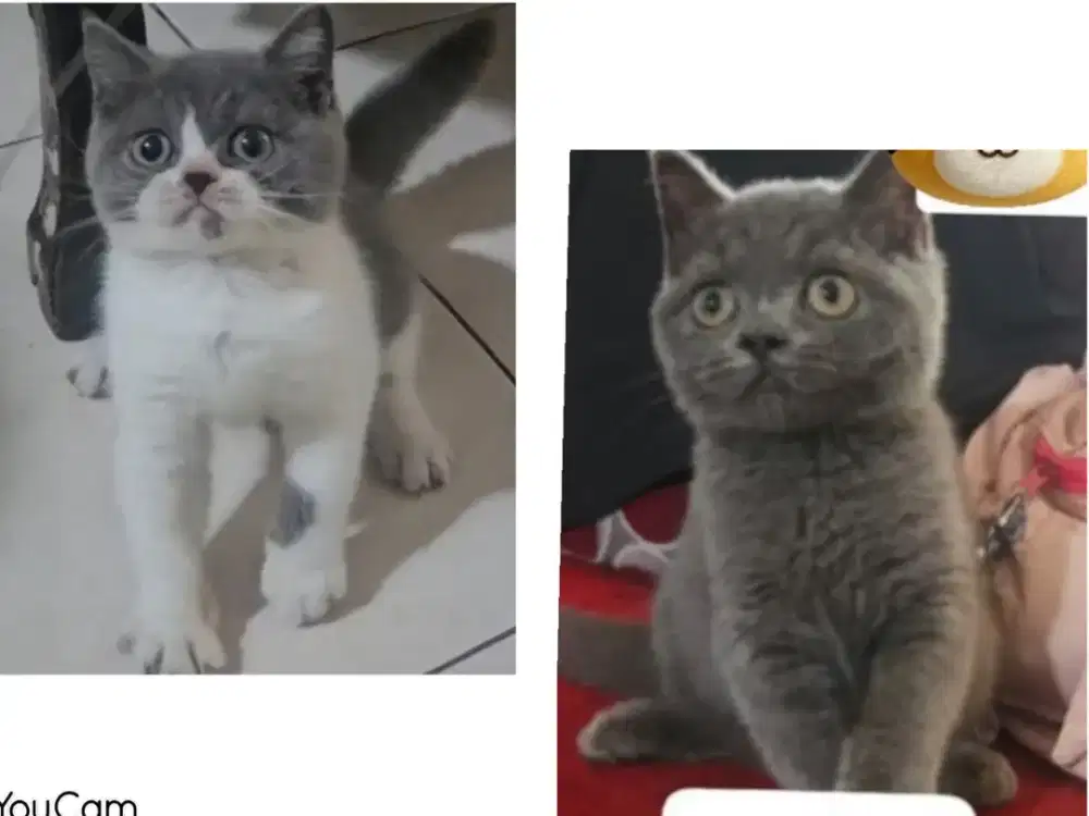 BSH Female Line Ped ICA