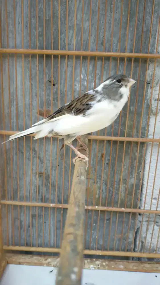 Burung kenari betina F1ys produksi