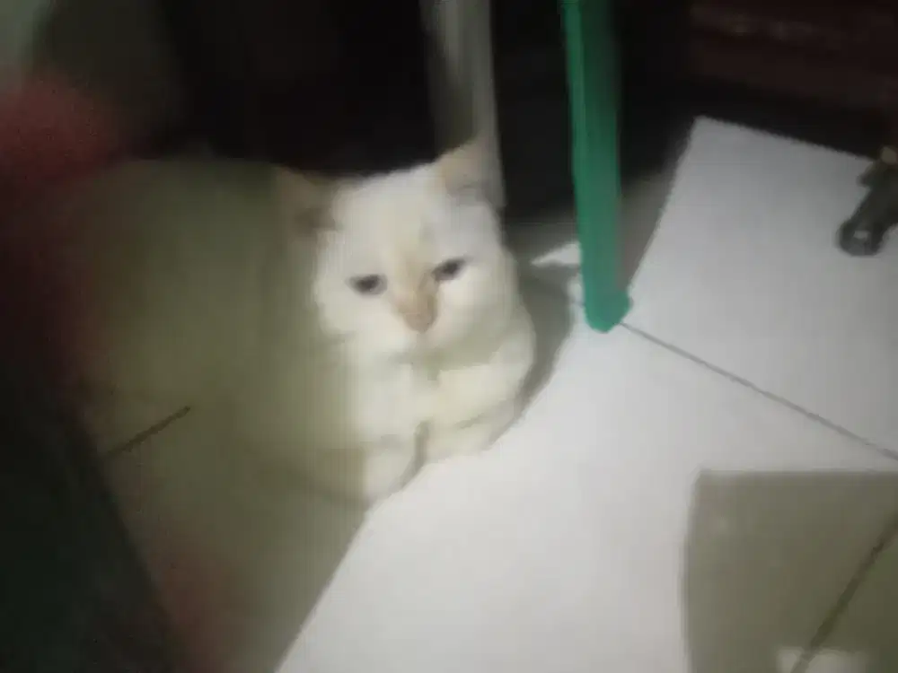 Pengasuh anak dn skaligus ART YG PP.