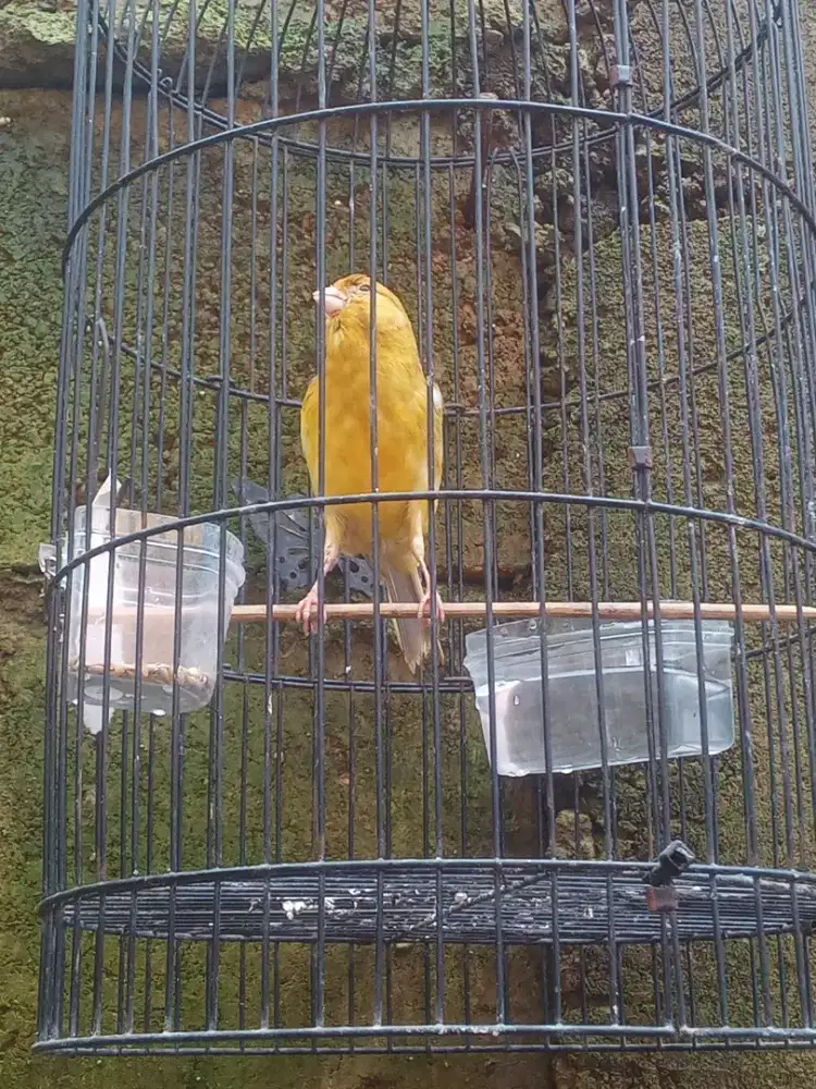 Kenari Isabel kaki kaki aman