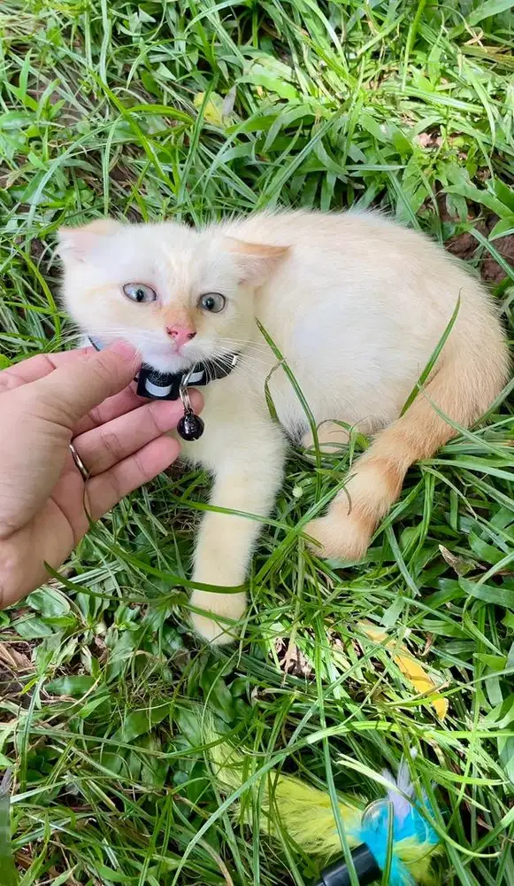 Kucing Himalaya kitten jantan