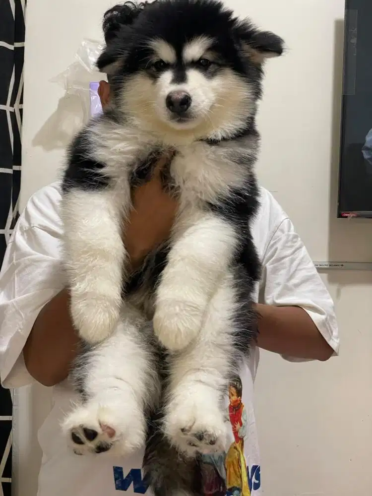 ALASKAN MALAMUTE