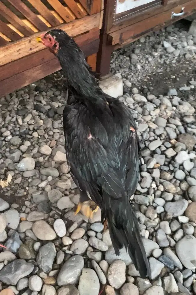 Ayam Ekor Lidi (Ekor Tembak)