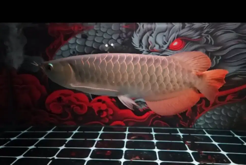 AROWANA SUPER RED PREMIUM BERSERTIFIKAT + CHIP ID