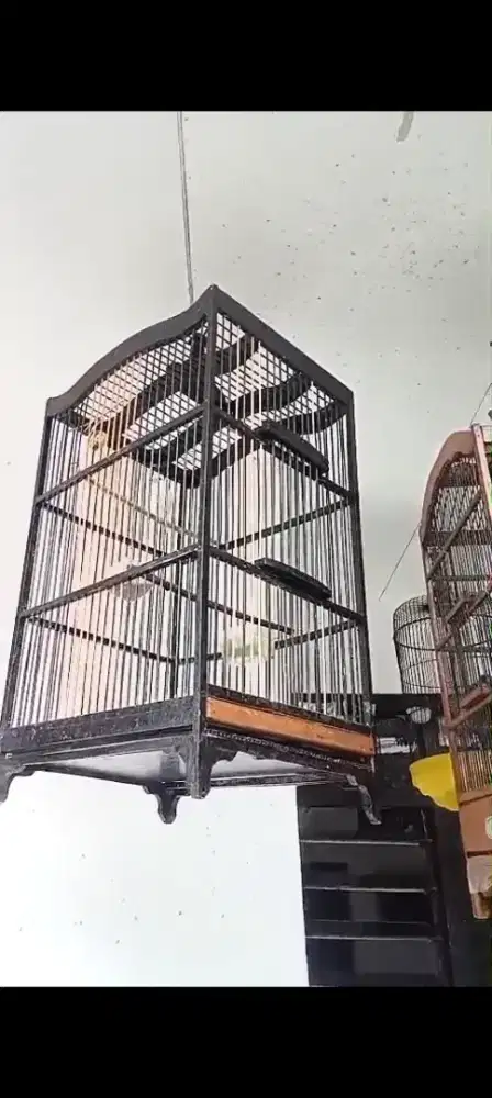 Burung kenari putih jantan