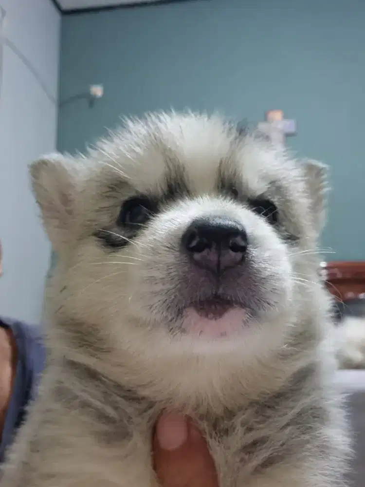 Anakan Husky asli