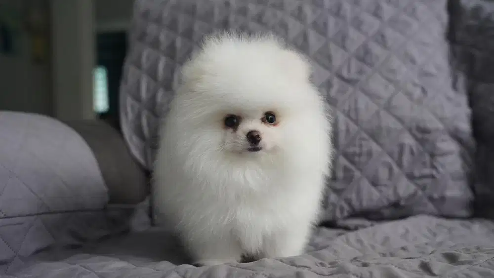 mini pom pomeranian jantan betina berkualitas