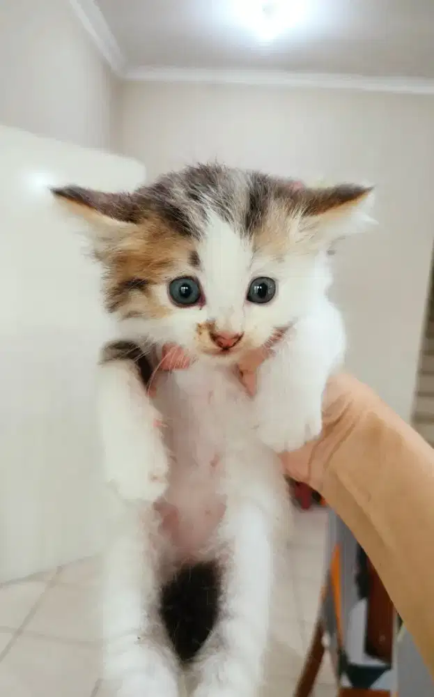 Kitten mixdom betina cantik