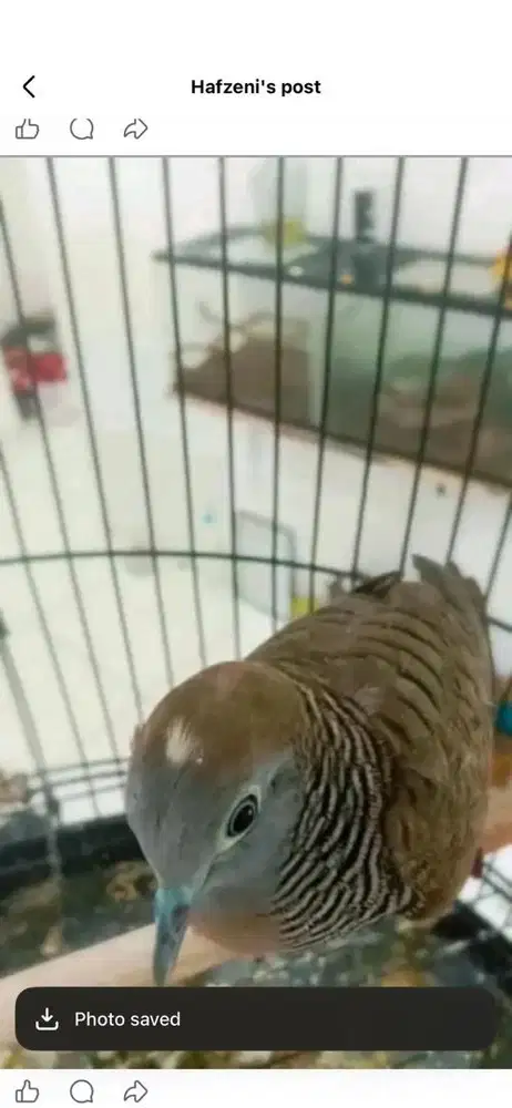 Perkutut satrio pinayungan