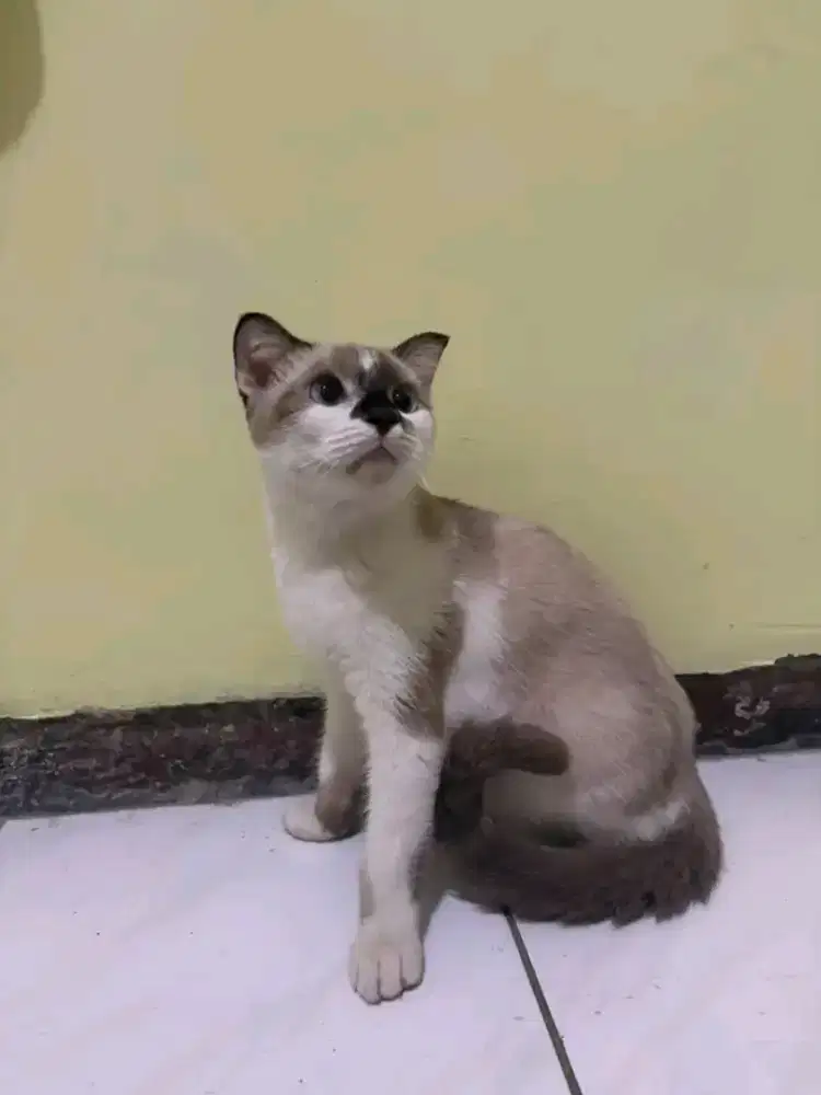 Kucing ras Scotis dan Spink