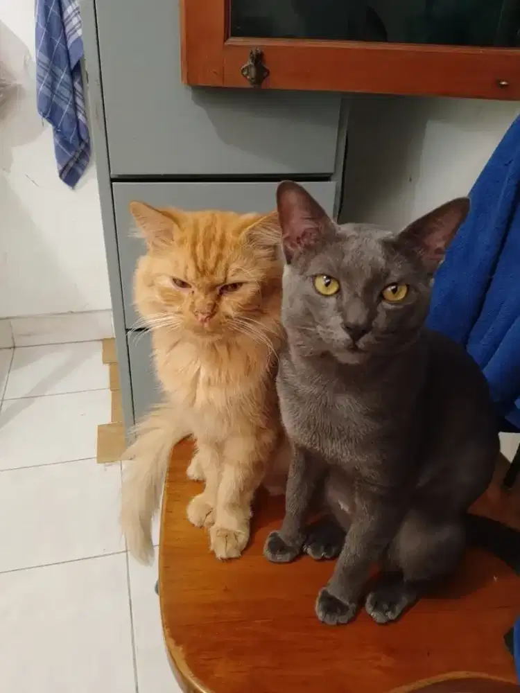 Kucing busok jantan 2.5tahun