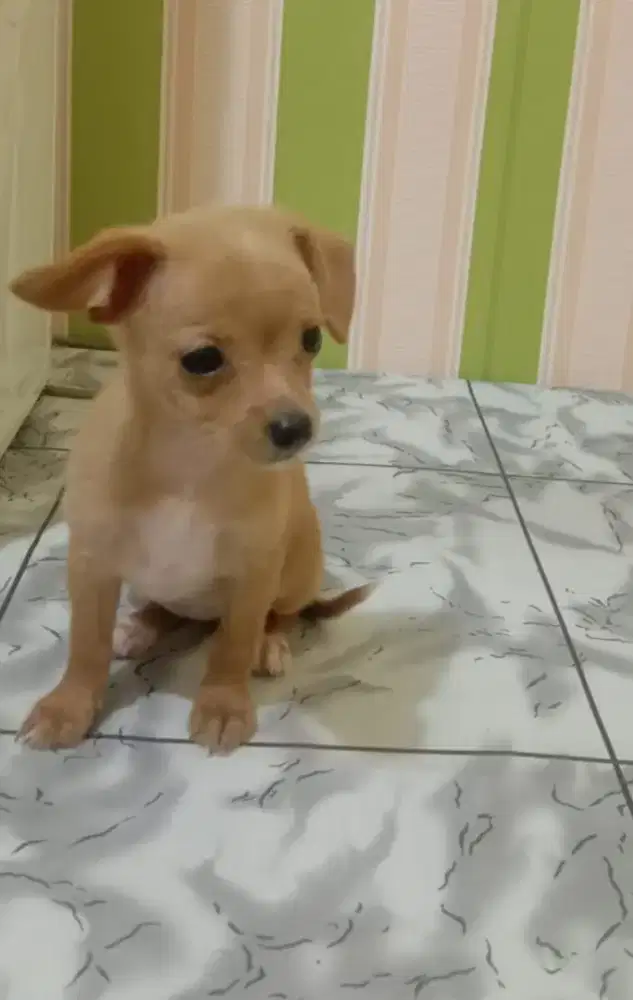 Chihuahua  mix poodle