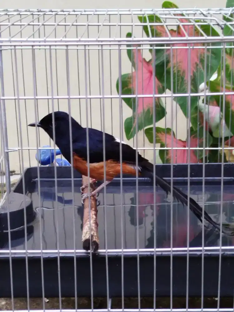 Burung Murai Batu, Gacor, beserta sangkar, isi dan tudung