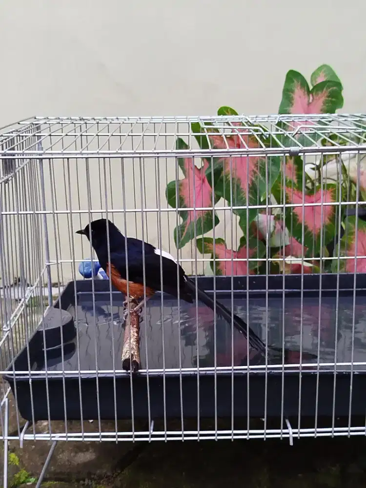 Burung Murai Batu, Gacor, beserta sangkar, isi dan tudung