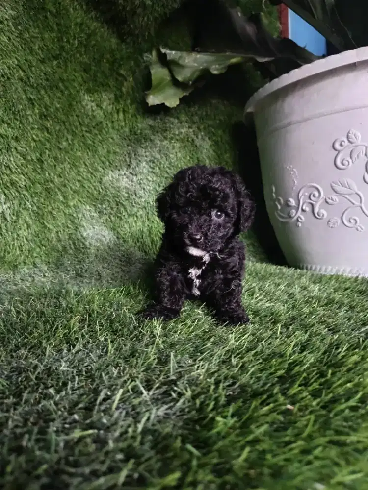 Poodle jantan hitam kosongan