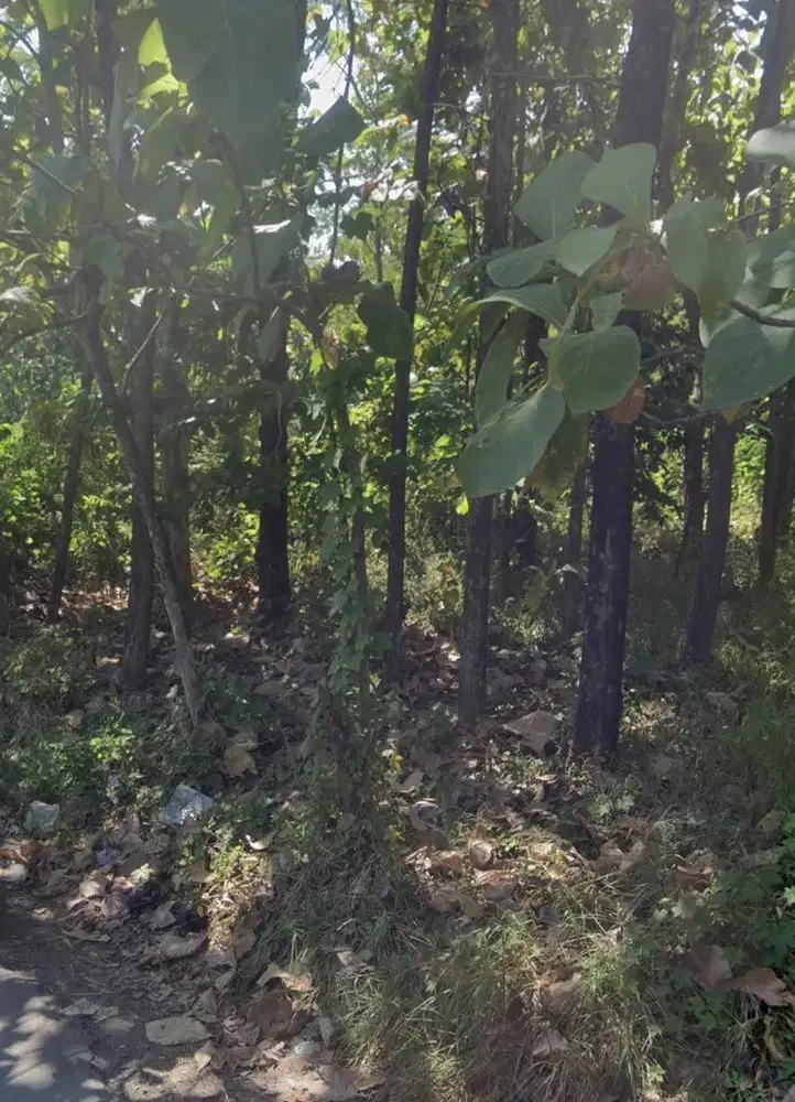 Dijual Tanah Phon Jati