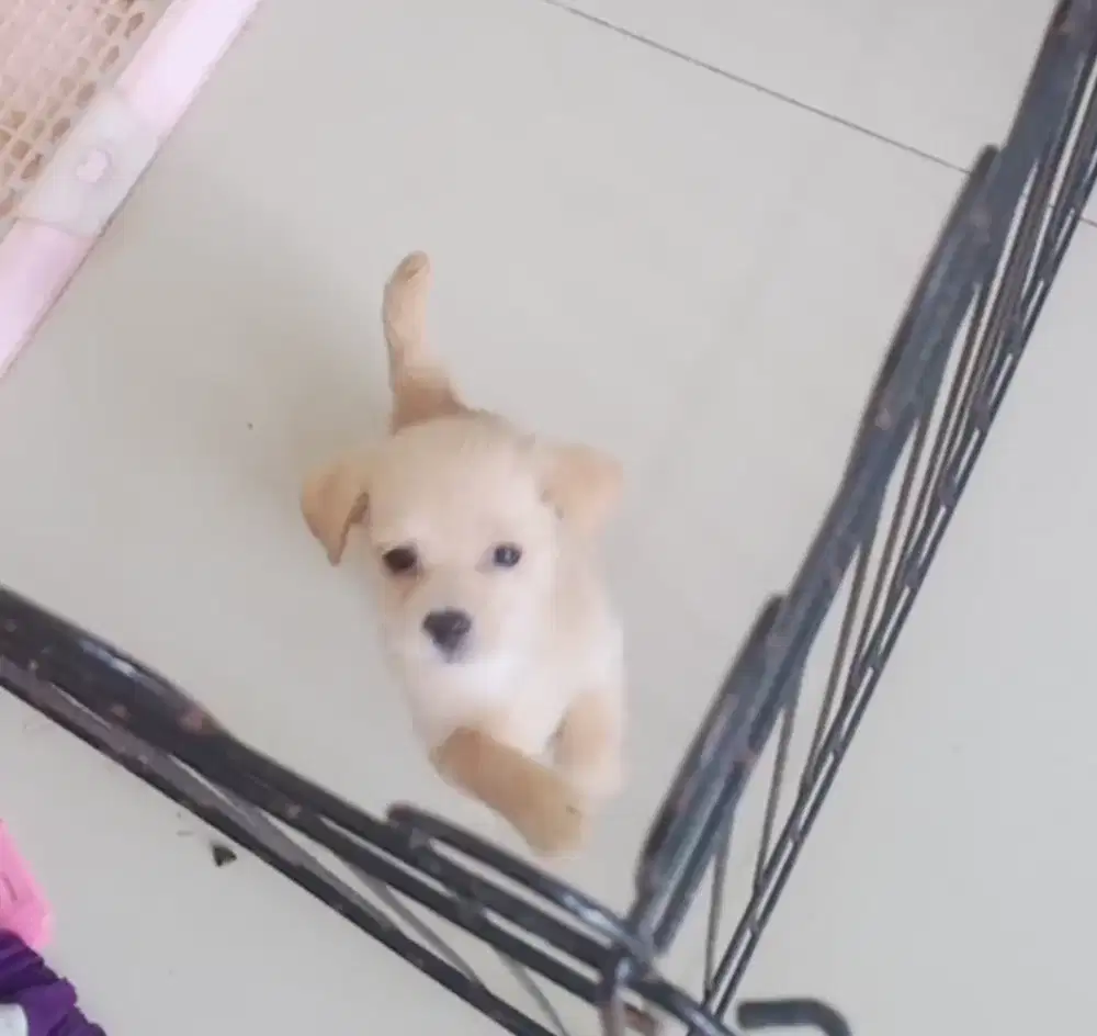 Anak Anjing Golden Mix  Nett