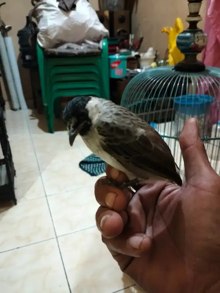 Kutilang jinak untuk pikat