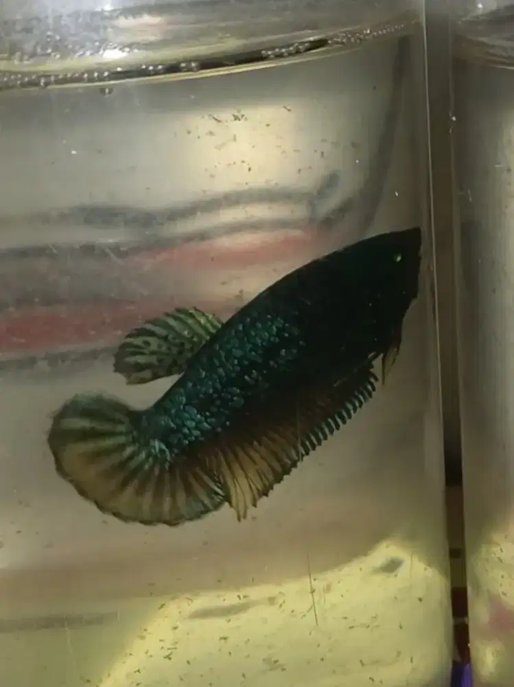 Ikan cupang Giant plakat female siap kawin