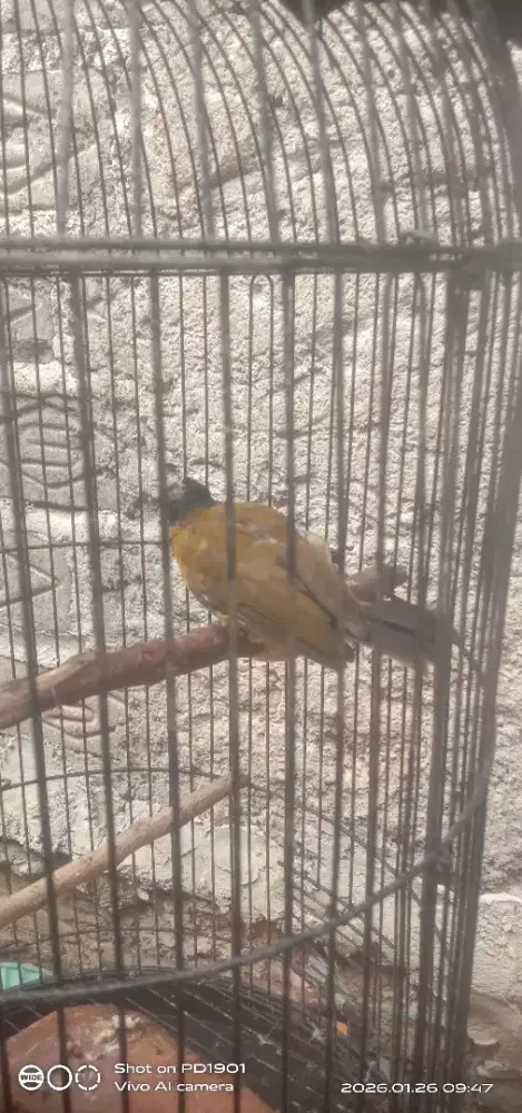 burung kutilang emas