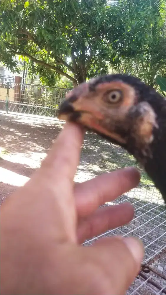 Sepasang parot BLT Ory