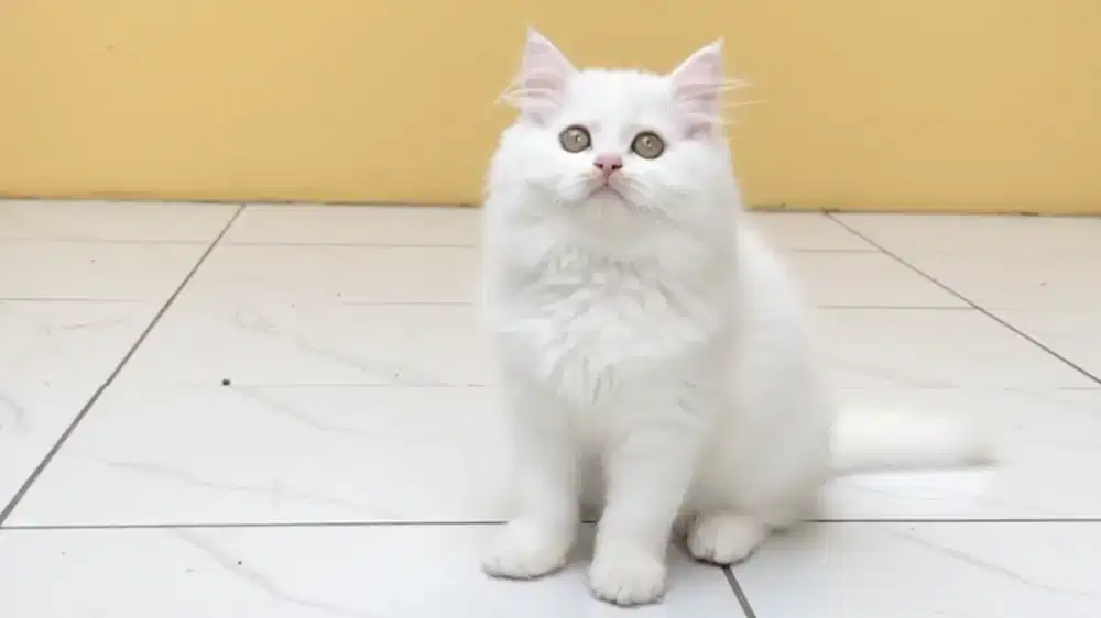 Kucing Persia Flatnose White Solid Betina