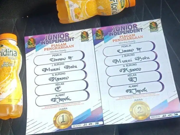 murai batu mapan prestasi anget LATPRESAN ekor panjang