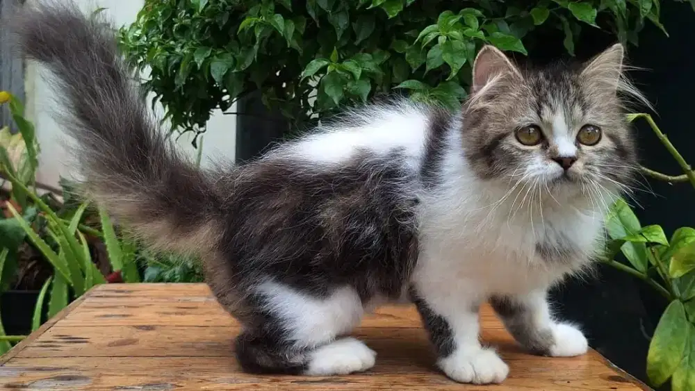 KUCING PERSIA MEDIUM BETINA 3 BULAN