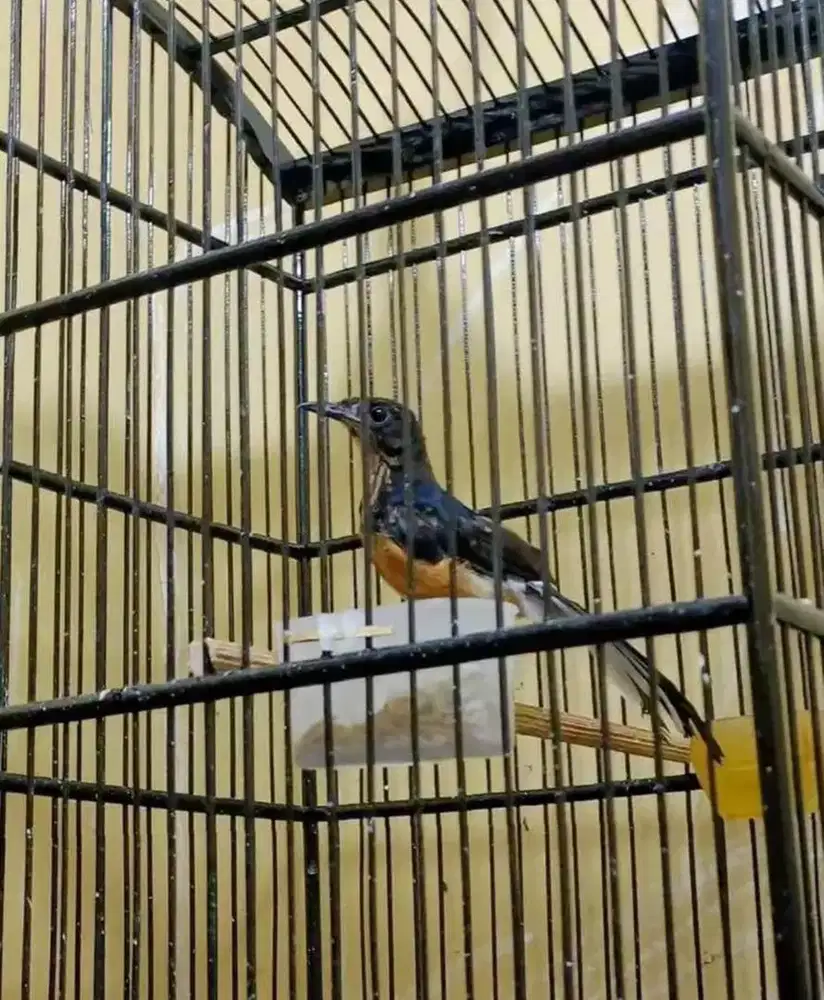 murai batu trotol jantan gacor trah galur murni BAHOROK LAWAS PRESTASI