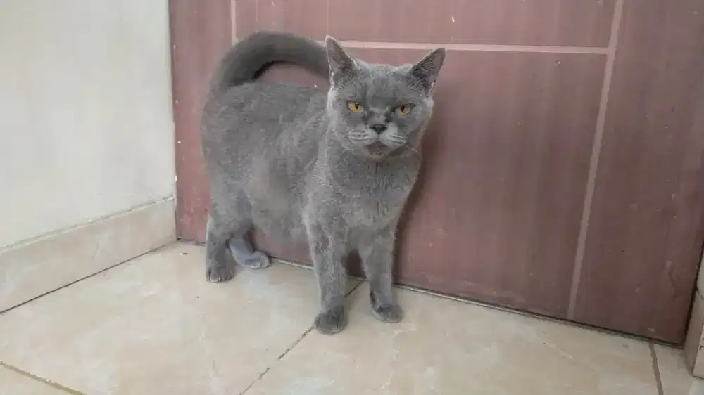 Kucing British short hair BSH betina
