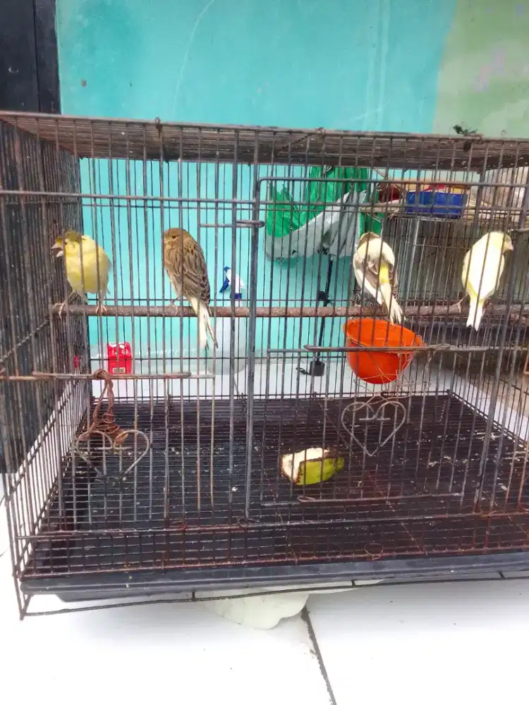 Kenari jantan seri big