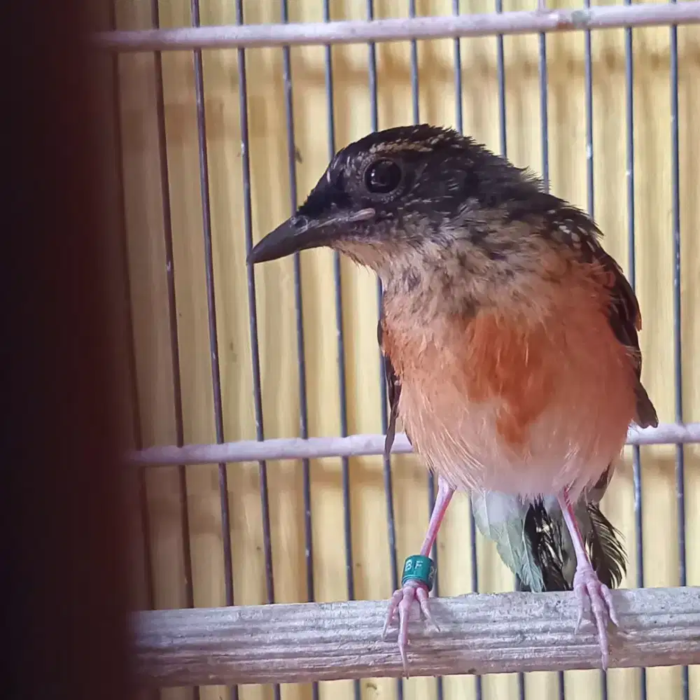 Anakan murai medan mandiri fur total