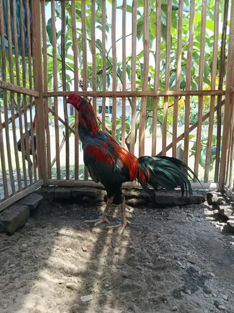 Ayam petarung calon gacuk