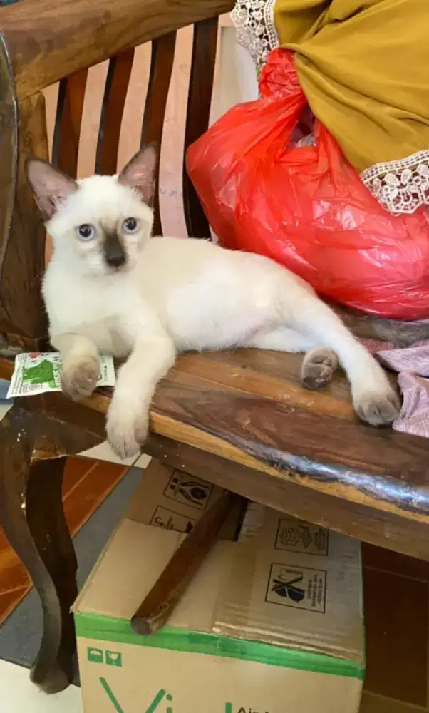 OPEN ADOPT KUCING HIMALAYA SIAM. NET NO NEGO (BACA DESKRIPSI)