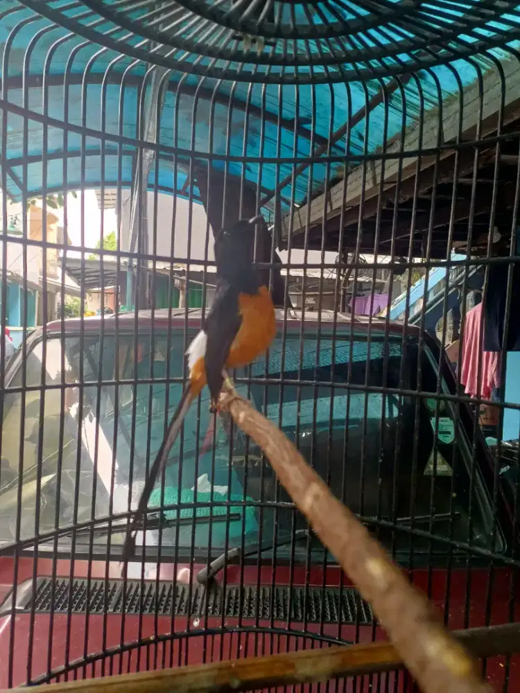 Murai Batu Gacor Double Ring