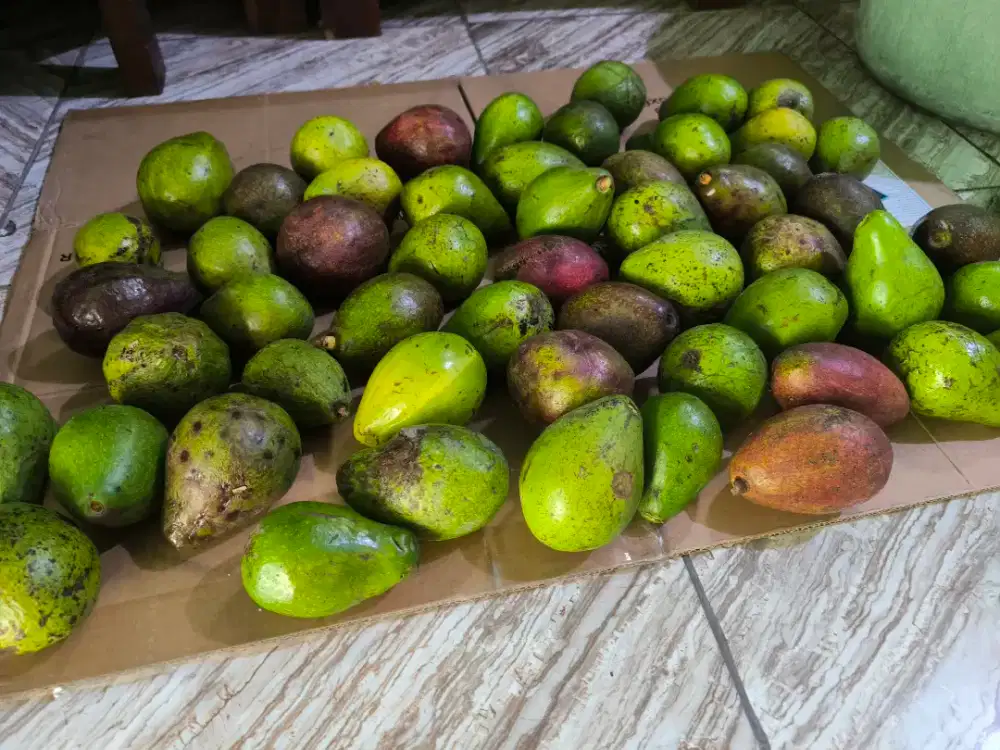 Buah Alpukat  mentega,