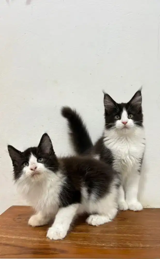 Kitten mainecoon pure