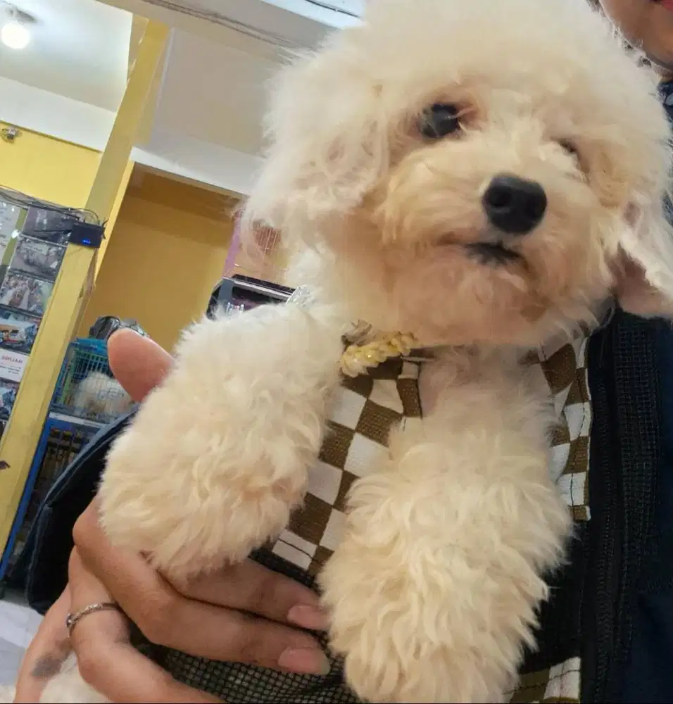 Poodle Betina calon indukan