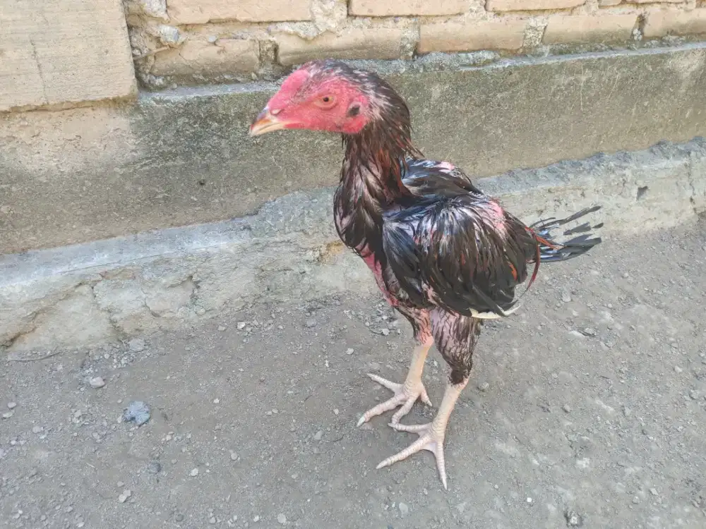 Jual ankn aym bngkok x pkhyo umur 4 bulan