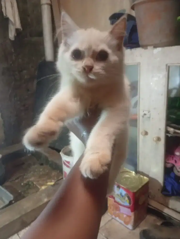 Kitten anakan peak nose umur 3 bulan sehat lincah